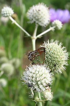 Button Snakeroot, Rattlesnake Master, Button Eryngo, Eryngium yuccifolium